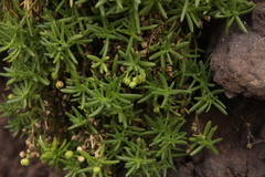 Spergularia azorica