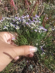 Limonium caspium