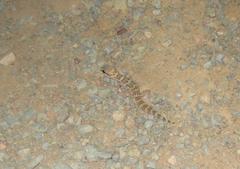 Pachydactylus formosus