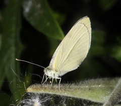 Pieris oleracea