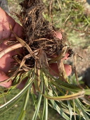 Cyperus esculentus heermannii