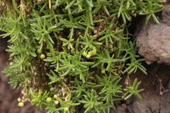 Spergularia azorica