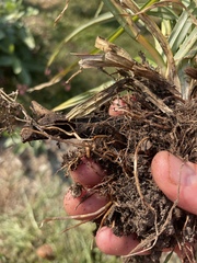 Cyperus esculentus heermannii