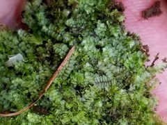 Calypogeia integristipula