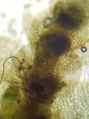 Calypogeia integristipula