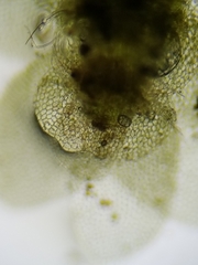 Calypogeia integristipula