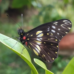 Catasticta flisa flisa