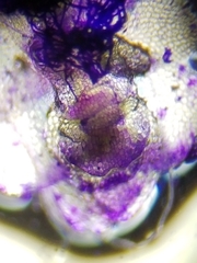 Calypogeia integristipula