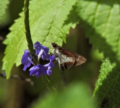 Sabera caesina