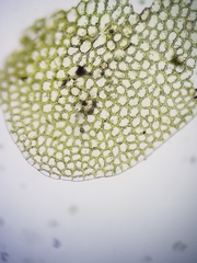 Calypogeia integristipula
