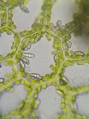 Calypogeia integristipula