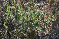 Xiphotheca lanceolata