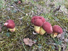 Boletus roodyi