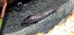 Meinertellidae