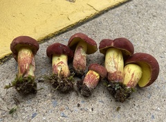 Boletus roodyi