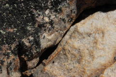 Meinertellidae