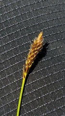 Carex micropoda