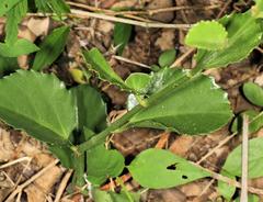 Cissus rotundifolia rotundifolia