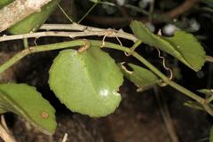 Cissus rotundifolia rotundifolia