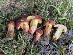 Boletus roodyi
