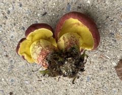 Boletus roodyi