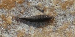 Meinertellidae