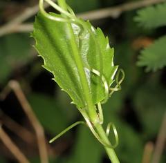 Cissus rotundifolia rotundifolia