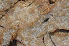 Meinertellidae