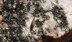 Meinertellidae