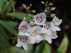 Veronica catarractae
