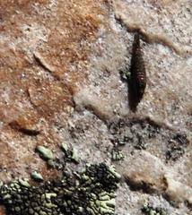 Meinertellidae