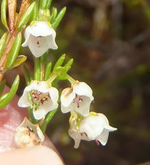 Erica capensis