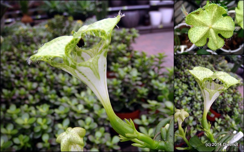 Ceropegia sandersonii