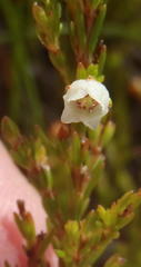 Erica capensis