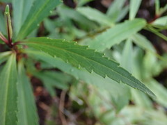 Veronica catarractae