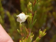 Erica capensis