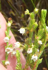 Erica capensis