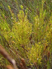 Erica capensis