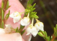 Erica capensis
