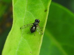 Rivellia maculipennis