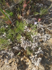 Limonium caspium