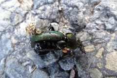 Carabus scheidleri