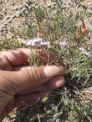Limonium caspium