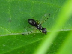 Rivellia maculipennis