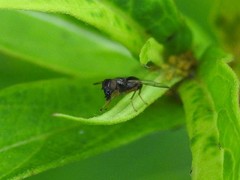 Rivellia maculipennis