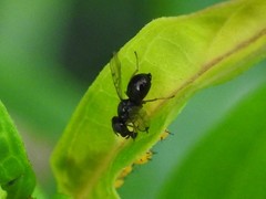 Rivellia maculipennis