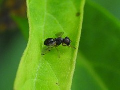 Rivellia maculipennis