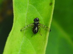 Rivellia maculipennis