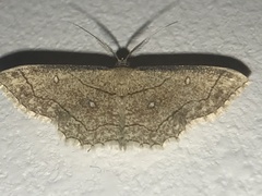 Cyclophora coecaria