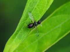 Rivellia maculipennis